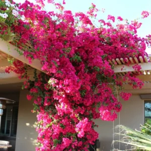 500g bougainvillea fertilizer pack for home gardening
