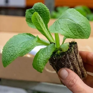 Digitalis seedling in nursery cup Mix color Foxglove seedlings ready for transplanting