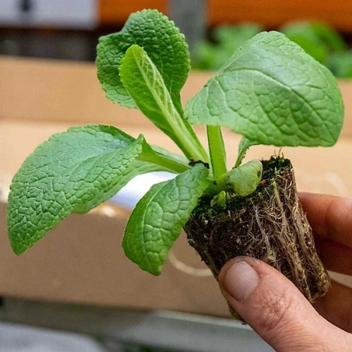 Digitalis seedling in nursery cup Mix color Foxglove seedlings ready for transplanting