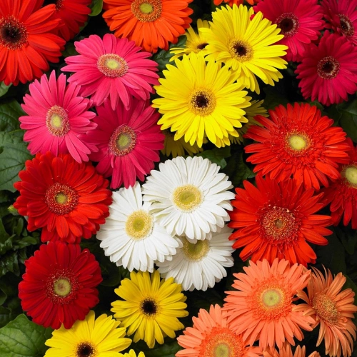 Gerbera F1 seedlings mix color for pots and flower beds in Pakistan