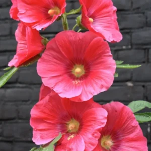 Beautiful Hollyhock Seeds approx 30 mixed color winter flower seeds Beautiful Hollyhock Seeds approx 30 mixed color winter flower seeds