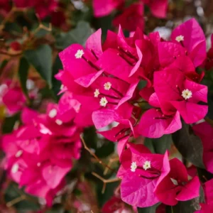 500g bougainvillea fertilizer pack for home gardening