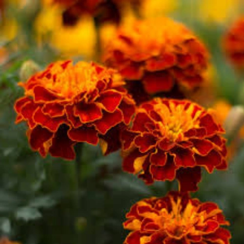 Marigold Bonanza seedling in nursery cup Marigold Bonanza seedling in nursery cup