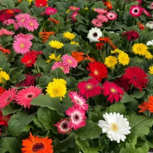 Gerbera F1 seedling in nursery cup