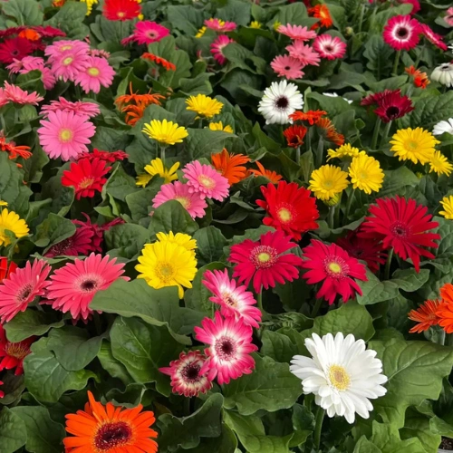 Gerbera F1 seedling in nursery cup