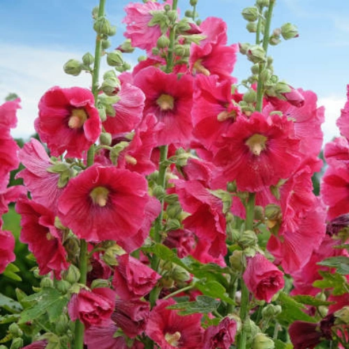Hollyhock seeds packet for winter flowers Hollyhock seeds packet for winter flowers