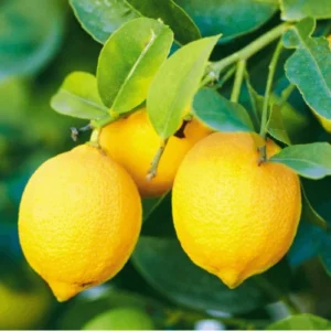 500g lemon fertilizer pack for home gardening 500g lemon fertilizer pack for home gardening