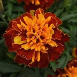 Marigold Bonanza seedling for pots and flower beds in Pakistan Marigold Bonanza seedling for pots and flower beds in Pakistan