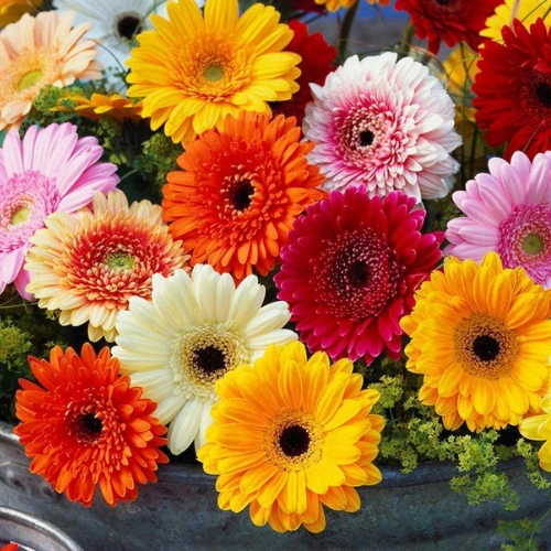 Gerbera Double F1 seedlings mix color for pots in Pakistan Gerbera Double F1 seedlings mix color for pots in Pakistan