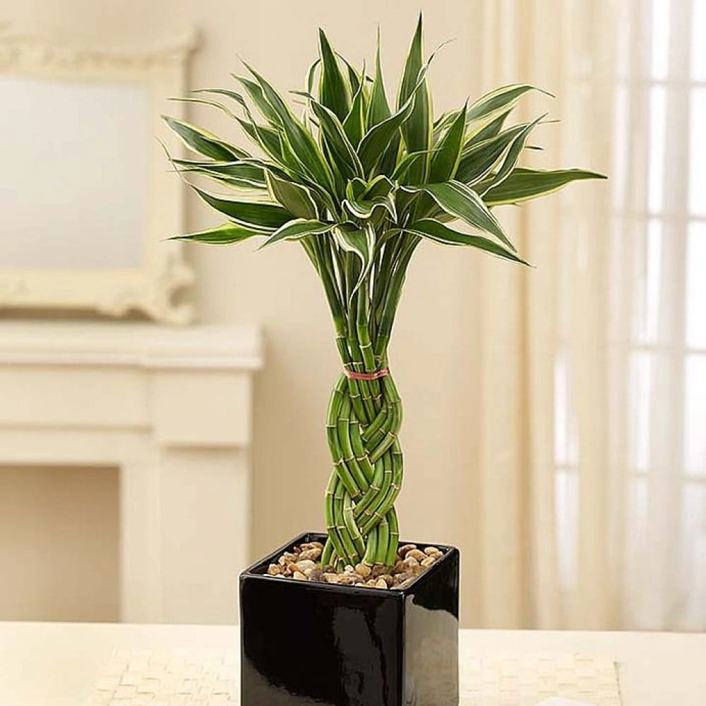Lucky Bamboo Benefits, Types, Meaning & Interesting Facts Guide Different types of Lucky Bamboo plants