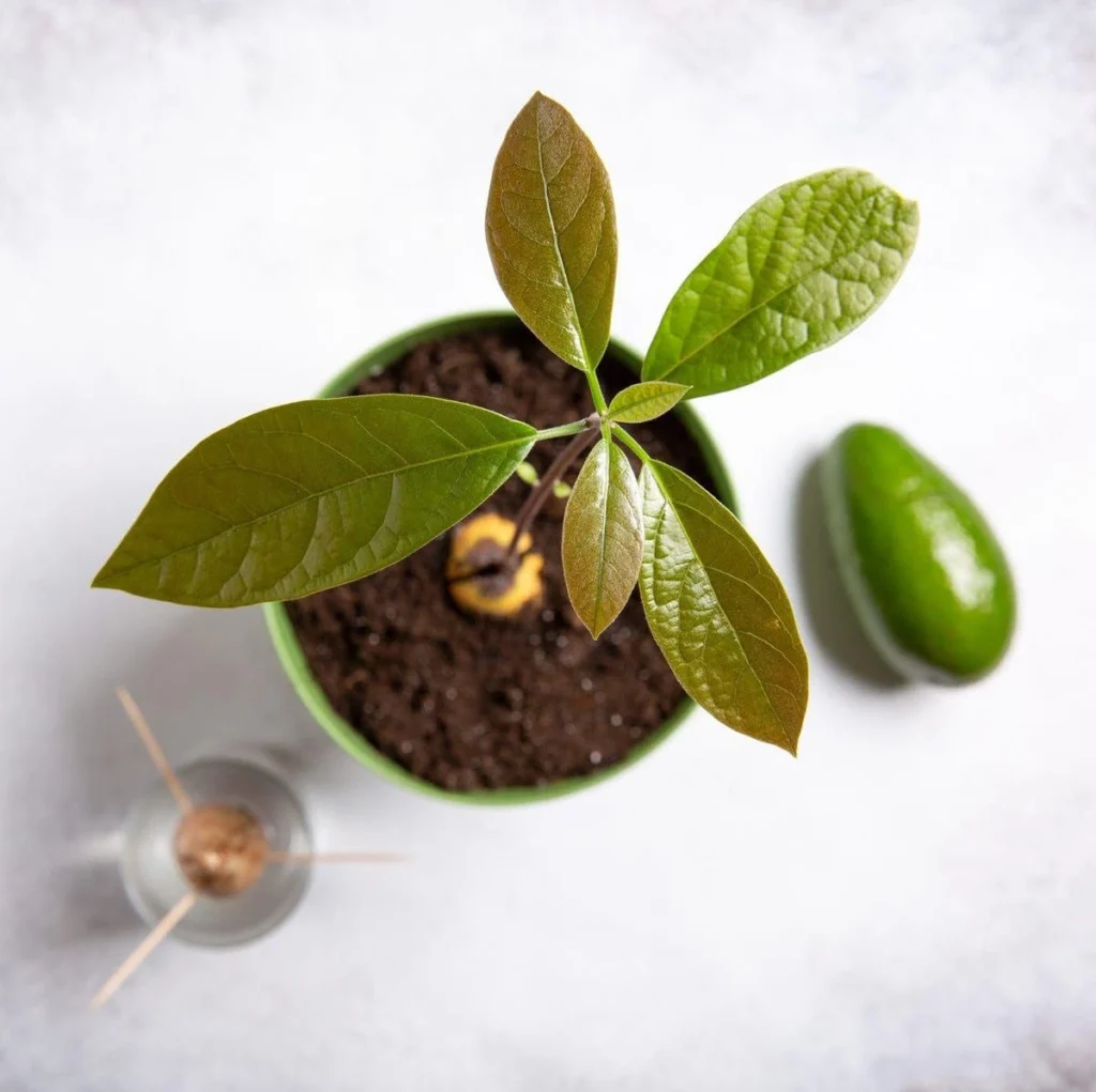 How to Grow and Care for an Avocado Plant at Home in Pakistan