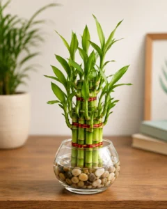 Lucky Bamboo care guide