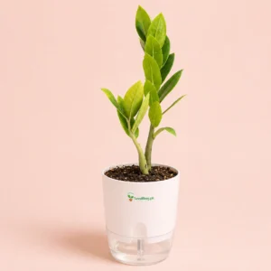 ZZ Plant with self-watering pot for indoor home and office in Pakistan