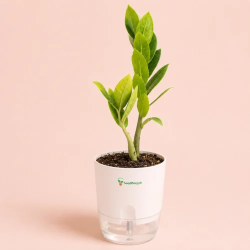ZZ Plant with self-watering pot for indoor home and office in Pakistan
