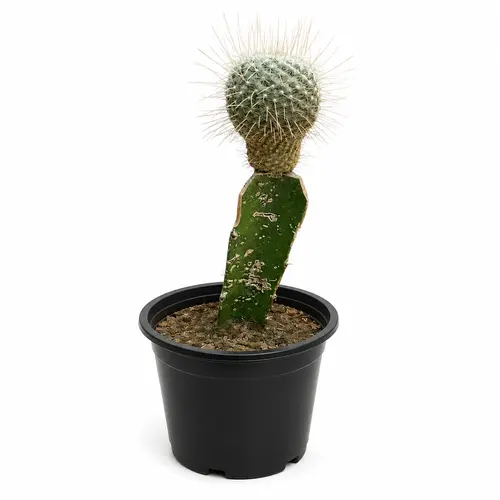 Silver Ball Cactus rare indoor succulent plant Silver Ball Cactus rare indoor succulent plant