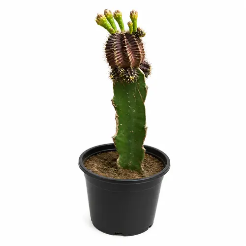 Grafted Purple Moon Cactus rare purple succulent plant Grafted Purple Moon Cactus rare purple succulent plant