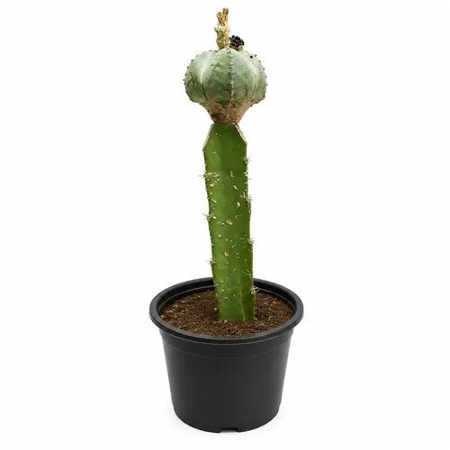 Astrophytum cactus plant rare star shaped succulent Astrophytum cactus plant rare star shaped succulent