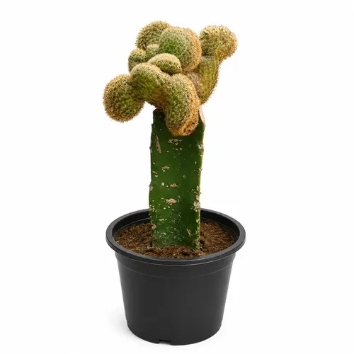 Grafted Crest Moon Cactus rare colorful crested succulent plant Grafted Crest Moon Cactus rare colorful crested succulent plant