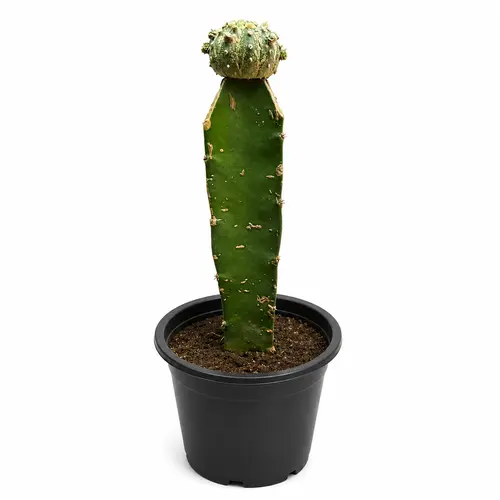 Moon Cactus colorful grafted indoor succulent plant Moon Cactus colorful grafted indoor succulent plant