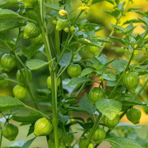 Tomatillo Toma Verde seeds Pakistan