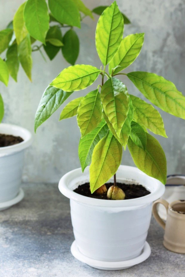 Avocado Plant care guide 