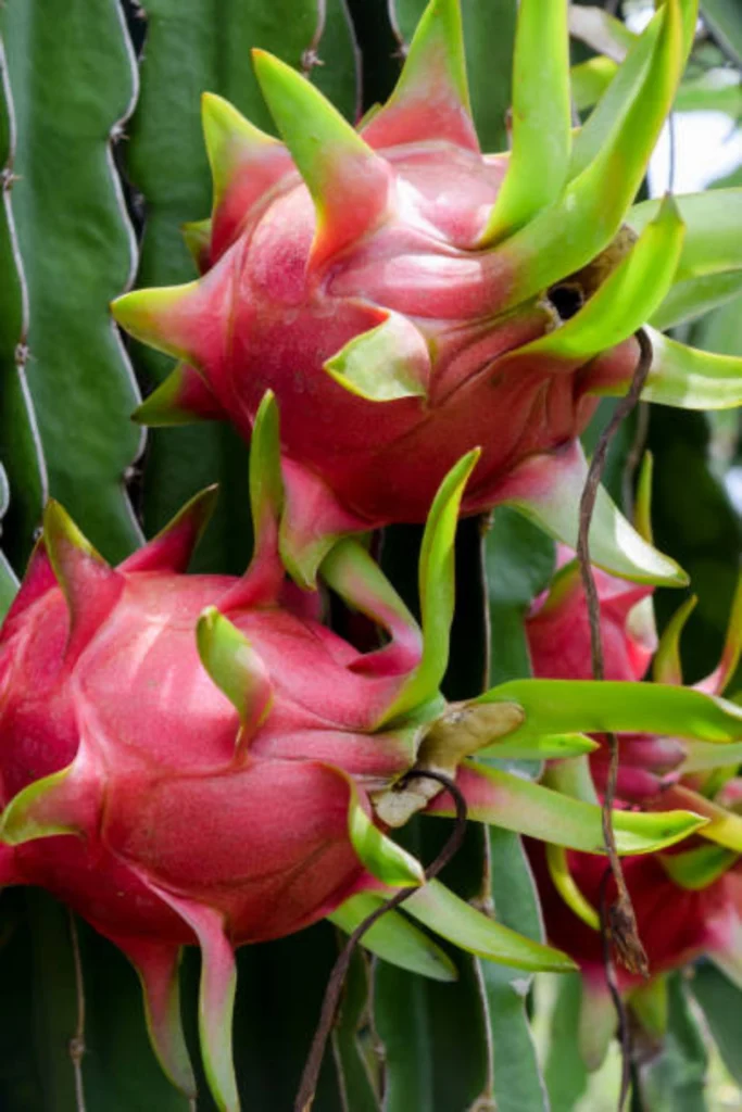 Dragon Fruit Plant Care Tips & Growing Guide Dragon Fruit Plant Care Tips & Growing Guide