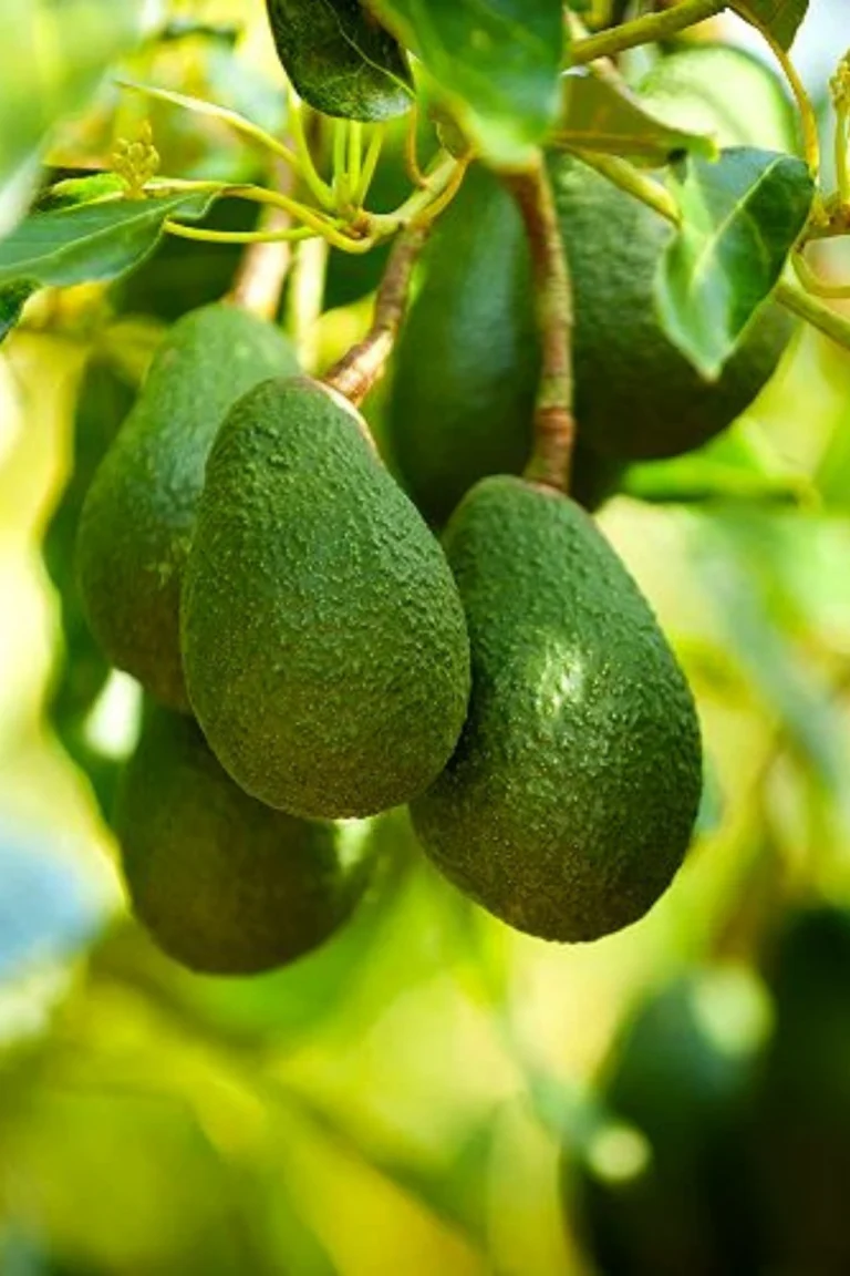 How to Grow and Care for an Avocado Plant at Home in Pakistan