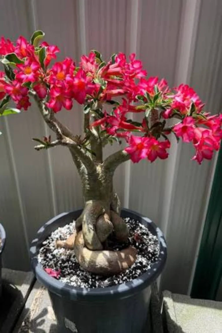 Ultimate Adenium Plant Care Guide in Pakistan | Desert Rose Adenium Plant Care Guide in Pakistan
