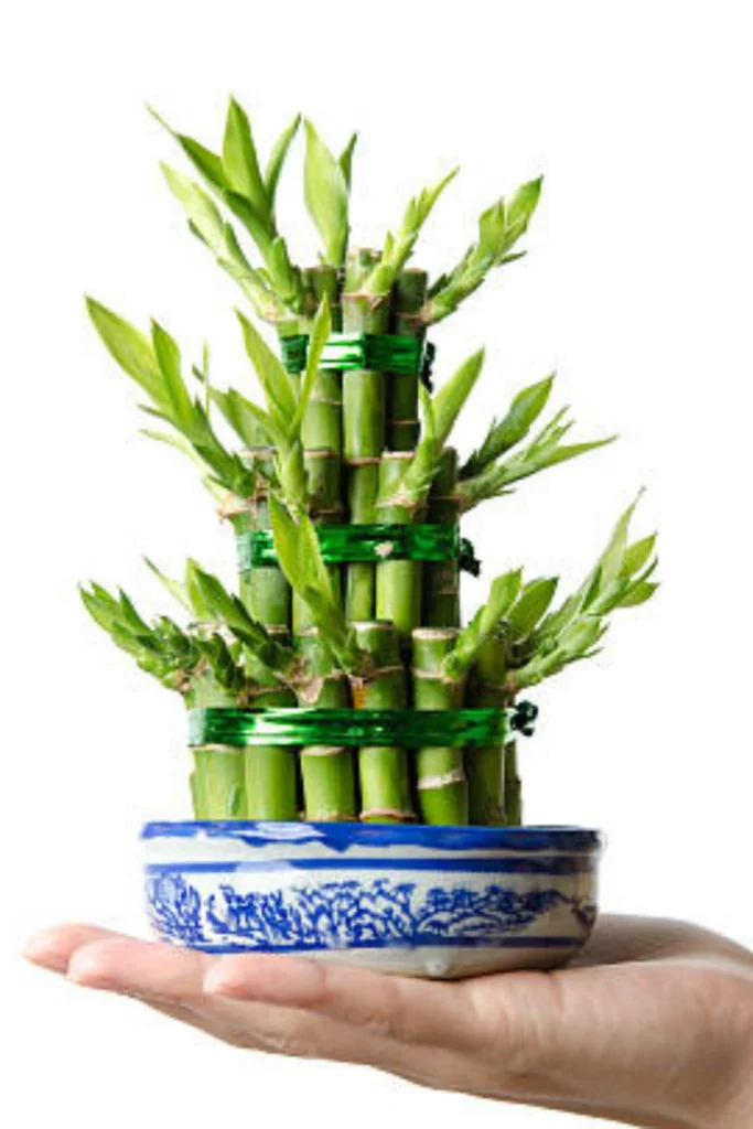 Lucky Bamboo Benefits, Types, Meaning & Interesting Facts Guide Lucky Bamboo Benefits, Types, Meaning & Interesting Facts Guide