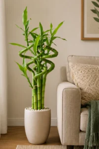 Healthy Lucky Bamboo plant in a glass vase