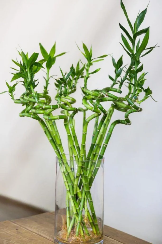 Lucky Bamboo Care Guide and Growing Tips