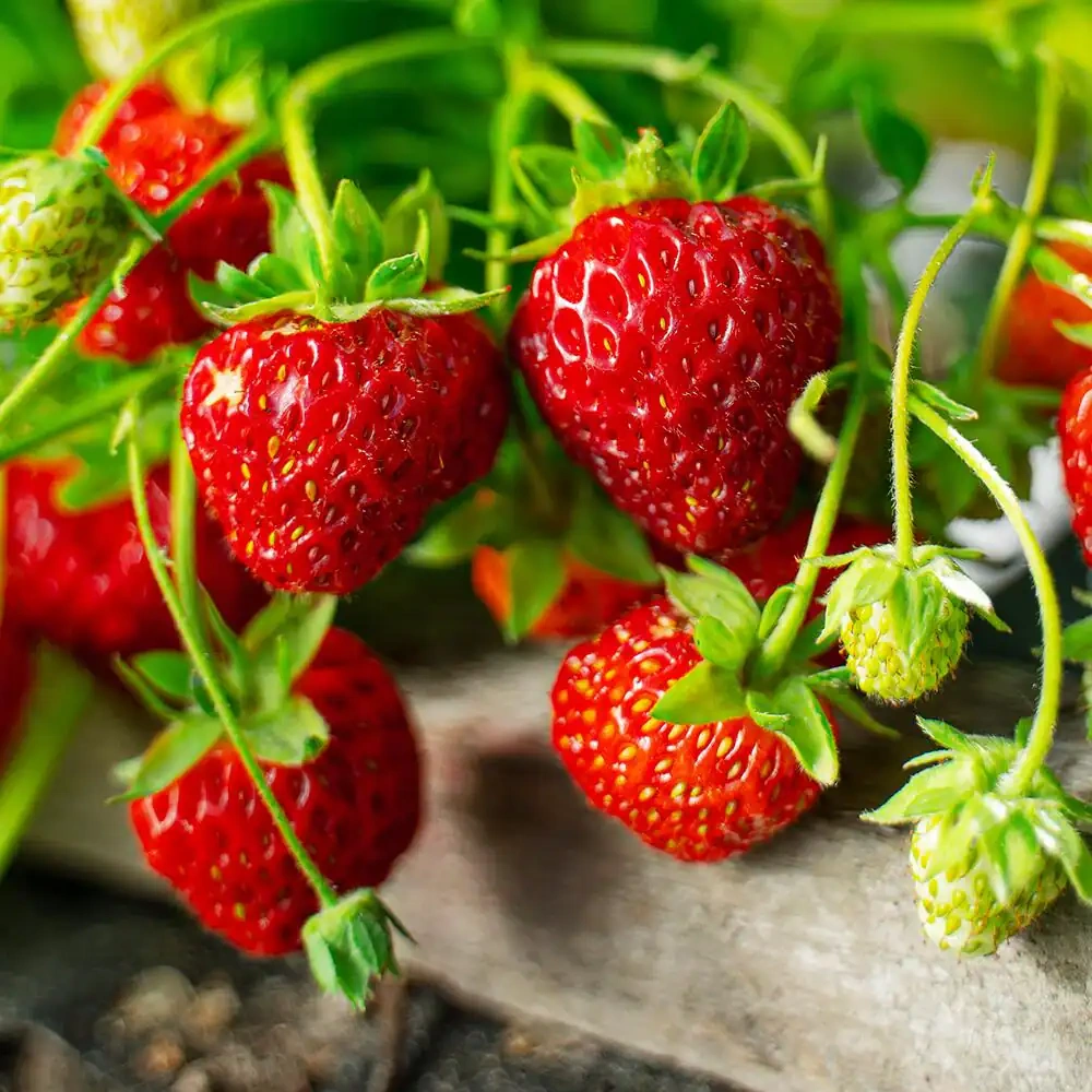 How to Grow Berries |Care guide and Growing tips in Pakistan Healthy berry plants growing in a sunny home garden with ripe strawberries, blueberries, raspberries, and blackberries surrounded by green foliage in Pakistan.