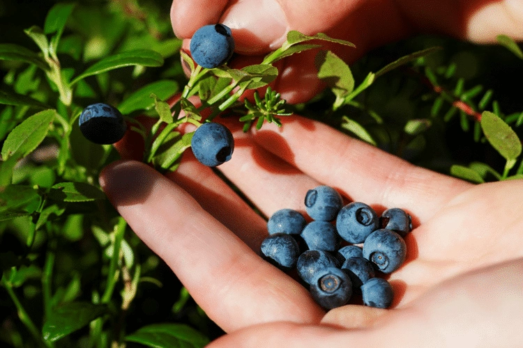 How to Grow Berries |Care guide and Growing tips in Pakistan Healthy berry plants growing in a sunny home garden with ripe strawberries, blueberries, raspberries, and blackberries surrounded by green foliage in Pakistan.