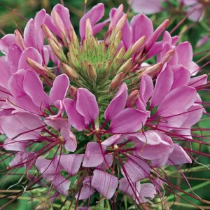 Cleome Hassleriana Seeds (Spider Flower) β Premium Flower Seeds Approx. 20 Seeds Cleome Hassleriana Seeds (Spider Flower) β Premium Flower Seeds Approx. 20 Seeds