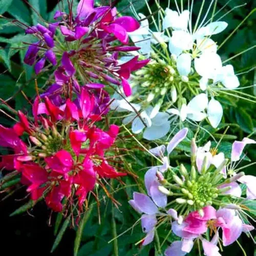 Blooming Cleome Hassleriana Spider Flower Plant with Pink Flowers Growing in Garden