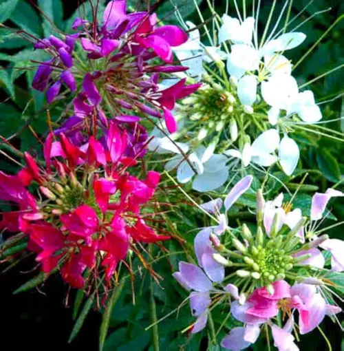 Blooming Cleome Hassleriana Spider Flower Plant with Pink Flowers Growing in Garden Blooming Cleome Hassleriana Spider Flower Plant with Pink Flowers Growing in Garden