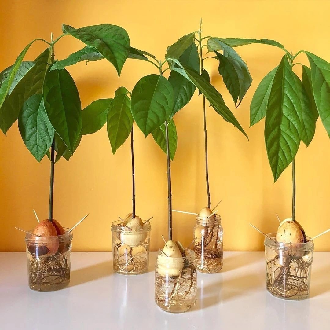 How to Grow and Care for an Avocado Plant at Home in Pakistan