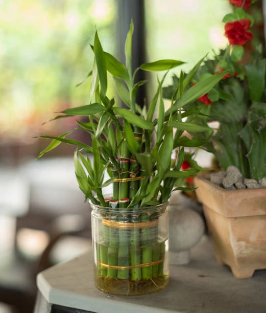 Lucky Bamboo Benefits, Types, Meaning & Interesting Facts Guide Different types of Lucky Bamboo plants