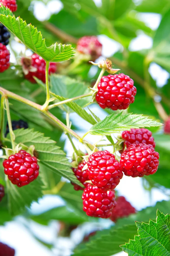 How to Grow Berries |Care guide and Growing tips in Pakistan How to grow berries complete care guide and growing tips