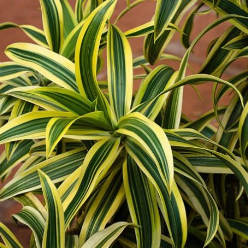 Healthy Song of India plant in Pakistan