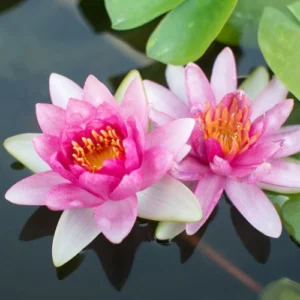 Pink Lotus flower blooming in pond Pink Lotus flower blooming in pond
