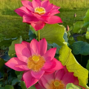 Pink Lotus flower blooming in pond Pink Lotus flower blooming in pond