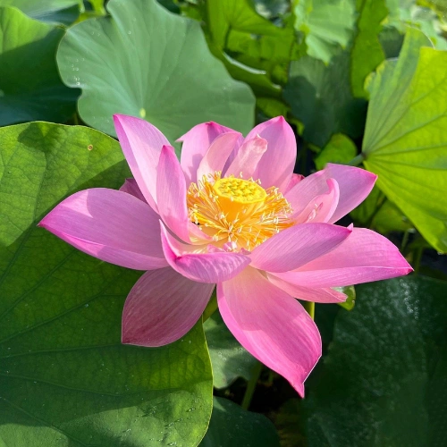 Pink Lotus Seeds pack containing 10 seeds for planting in Pakistan Pink Lotus Seeds pack containing 10 seeds for planting in Pakistan