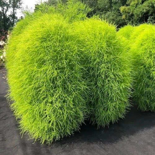 Kochia Burning Bush seeds with green foliage turning bright red in autumn