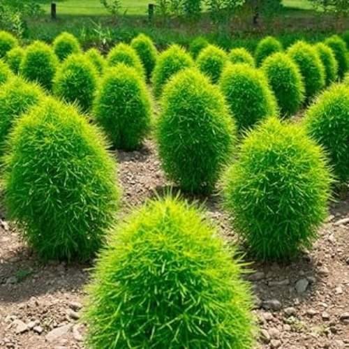 Bassia scoparia/ Kochia (Burning Bush) Seeds in Pakistan