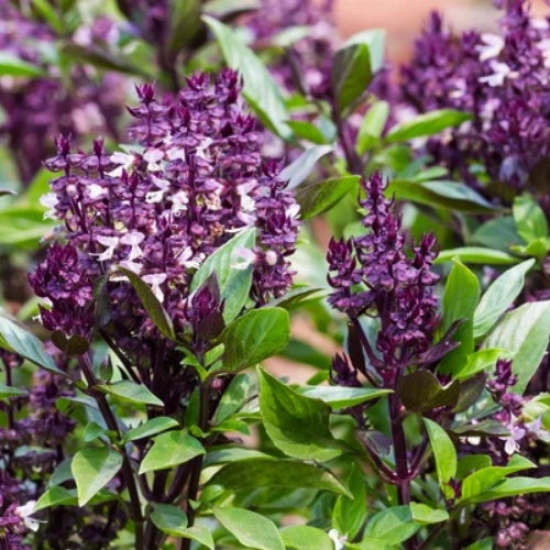 Buy Niazbo Seeds (Sweet Basil) online in Pakistan