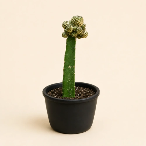 Buy Mammillaria bocasana Fred Grafted Cactus in Pakistan