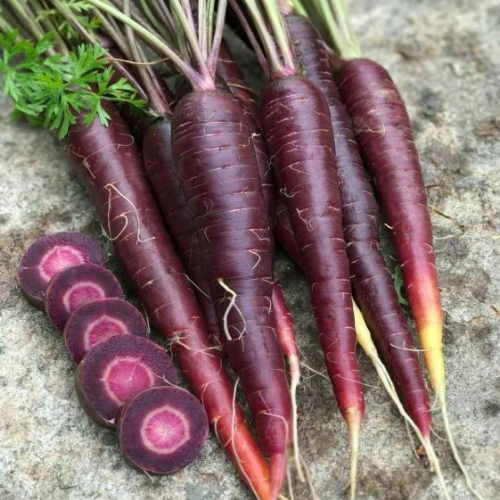 Purple Carrot Seeds (جامنی گاجر) in Pakistan Purple Carrot Seeds (جامنی گاجر) in Pakistan