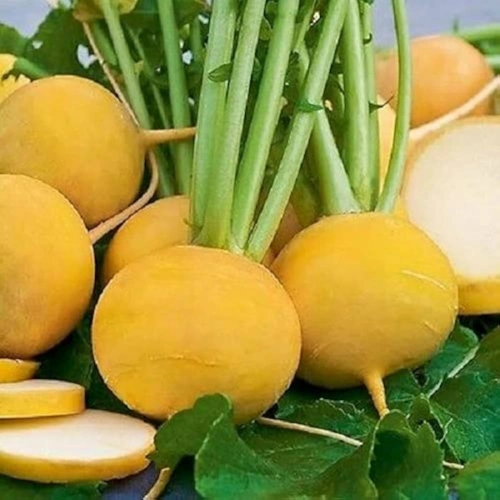 Yellow Turnip (Golden Ball) Seeds in Pakistan Yellow Turnip (Golden Ball) Seeds in Pakistan