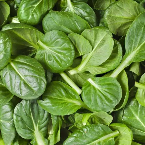 Buy Baby Spinach (Palak) Seeds in Pakistan Buy Baby Spinach (Palak) Seeds in Pakistan